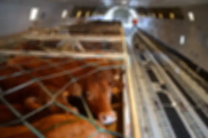 Sapi dalam ruang kargo pesawat 