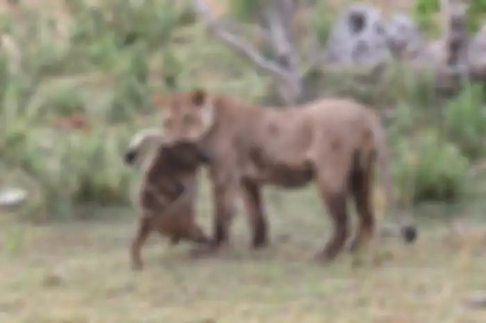 Peristiwa tersebut diambil dua fotografer Evan Schiller dan Lisa Holzwarth ketika dirinya tengah berada di Botswana Afrika.