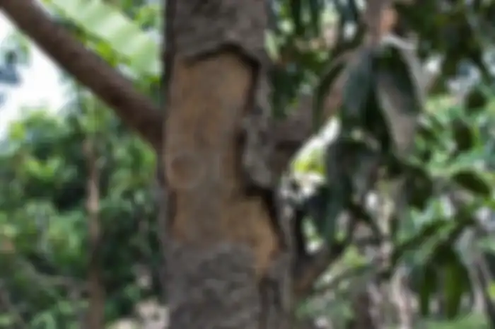 Batang bagian bawah pohon mangga Anda digerogoti sepasukan rayap?  Tiba-tiba saja daunnya layu. Padahal kuncup bunga sudah malu-malu menampakkan diri. 