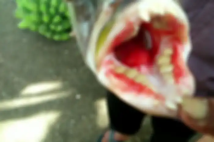 Seekor ikan yang tertangkap di laut Papua memiliki gigi seperti gigi geraham manusia. 