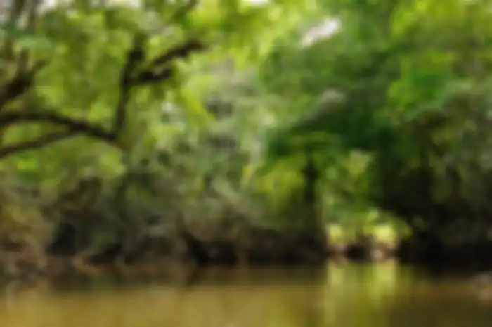 Hutan tropis di hutan Kalimantan.