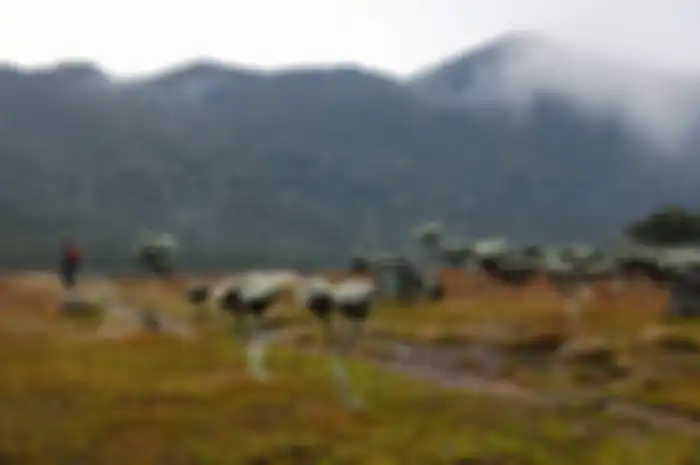 Alun-alun Suryakencana, terletak di antara puncak Gunung Gede (2.958 mdpl) dan puncak Gumuruh.
