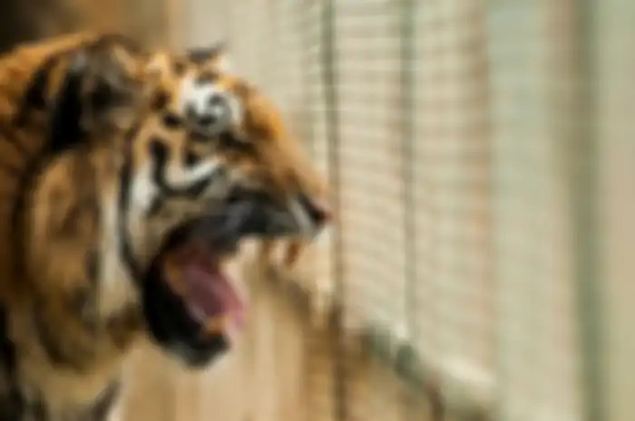 Harimau sumatera adalah salah satu fauna Indonesia. Ini jawaban tentukan ide pokok dari masing-masing paragraf bacaan beragamnya flora dan fauna Indonesia .