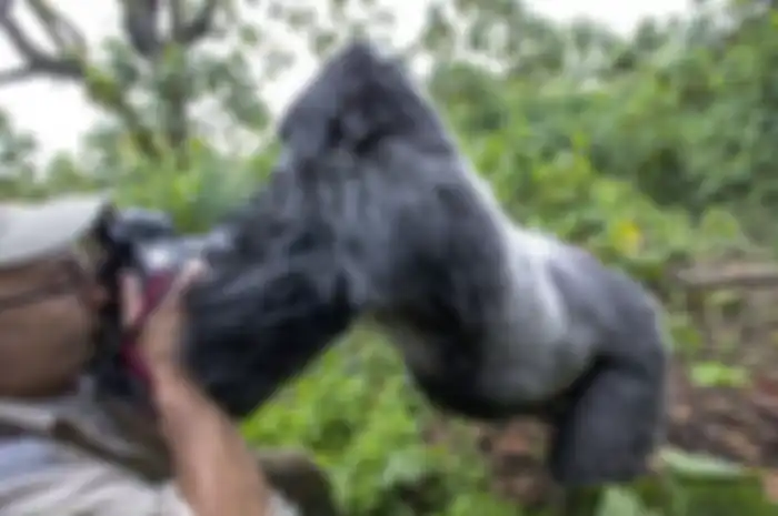 Fotografer lain bernama Christophe Vasselin mengambil gambar ketika Christophe Courteau diserang ole