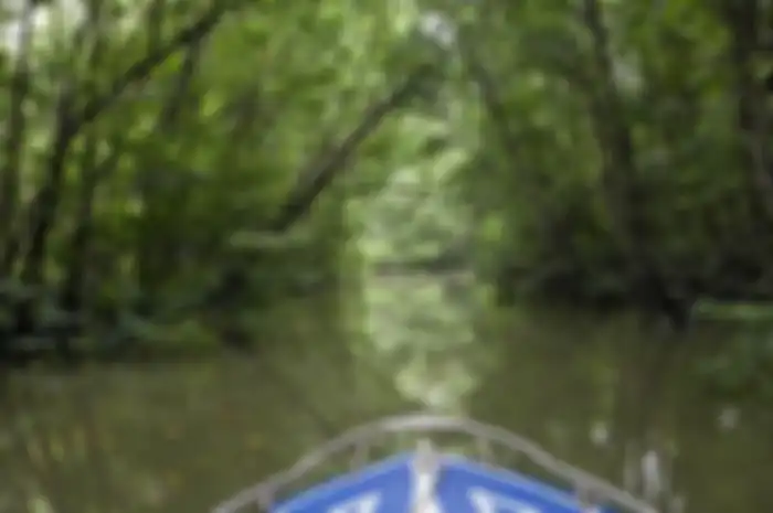 Tajuk pohon mangrove yang dibiarkan rimbun, beberapa petambak memang membiarkan pohon-pohon mangrove