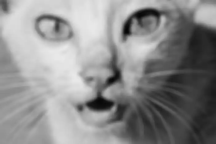 Mau bicara dengan kucing?