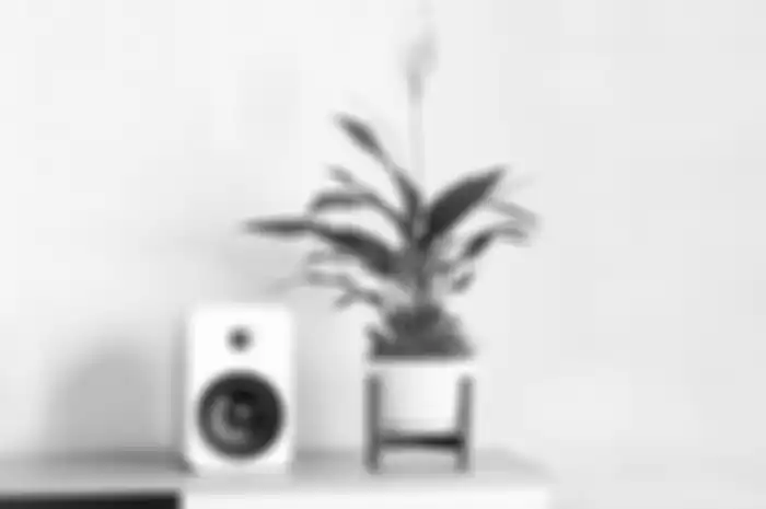 Peace Lily Tanaman Pembawa Kekayaan