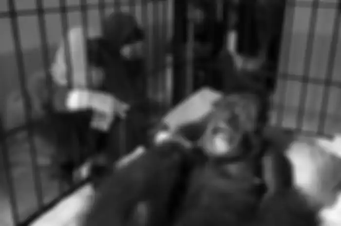 Hope, orangutan yang dihujani 74 peluru.