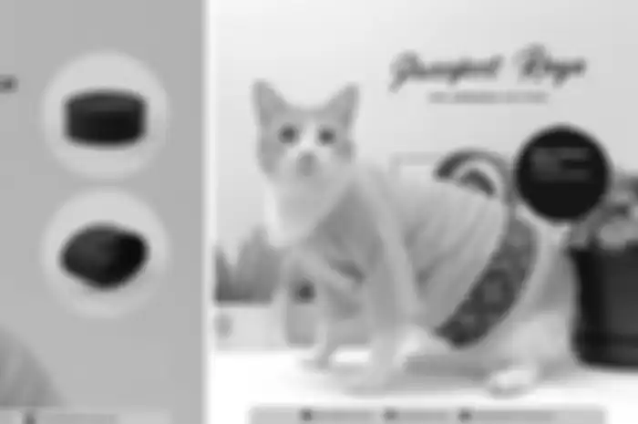 Baju Ramadan untuk kucing
