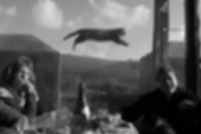 This candid photo turned into proof that cats can fly.