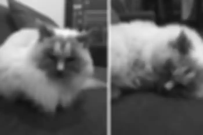 Daisy, kucing yang punya motif bulu berbentuk penis di bagian jidat.