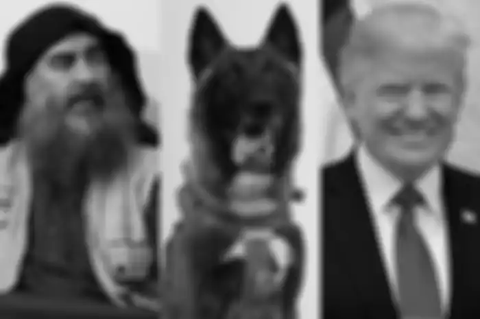 Seekor anjing dianggap sebagai pahlawan oleh Donald Trump karena berhasil membunuh pemimpin ISIS