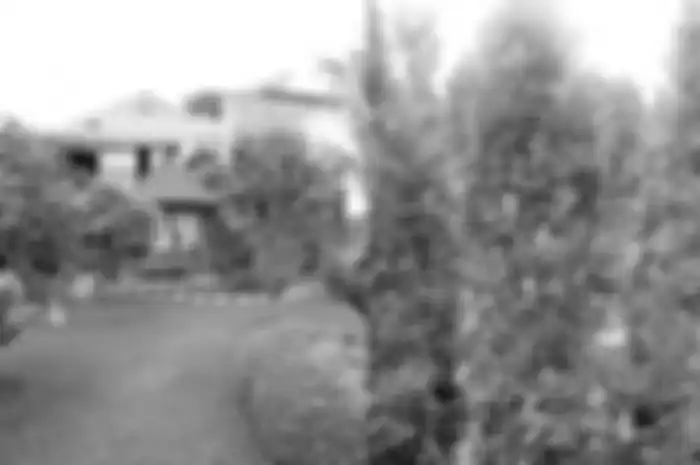 5 Tanaman Penyejuk Rumah