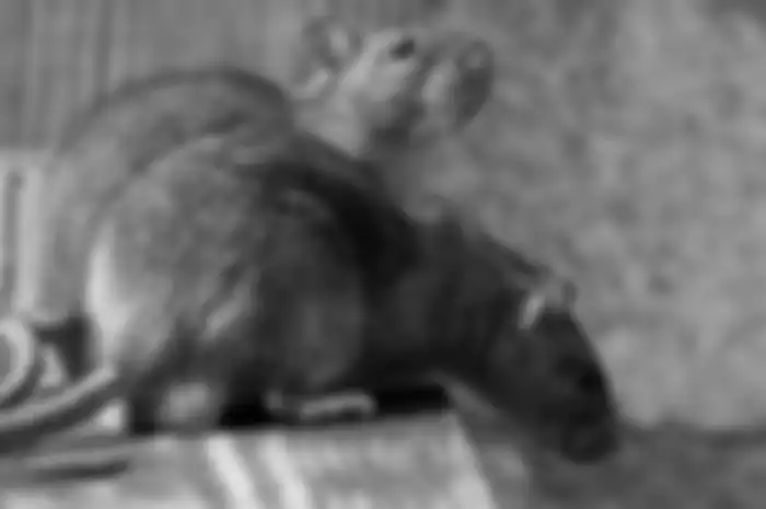 Usia hidup tikus singkat tapi punya kemampuan hasilkan keturunan cepat.