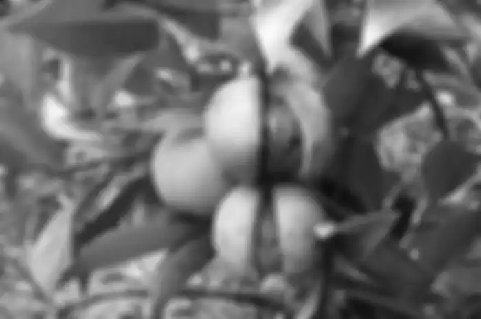 Jaga Kekebalan Tubuh di Tengah Pandemi dengan Rutin Konsumsi Buah Pala, Inilah 8 Khasiat dan Manfaat Buah Tersebut untuk Kesehatan!