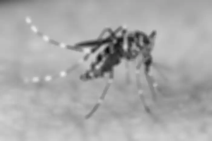 Nyamuk Aedes Aegypti.
