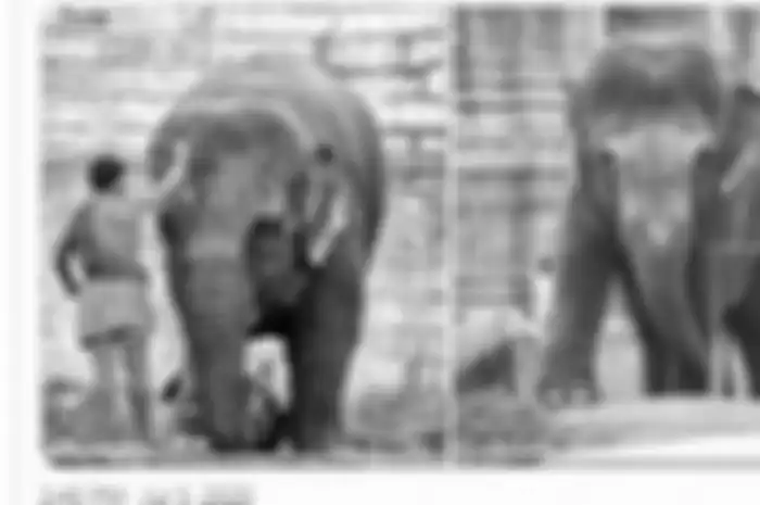 Gajah berambut Bob di India