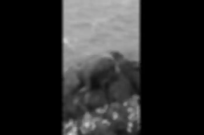 Seekor walrus muda terdampar di Pulau Valentia, Irlandia. 
