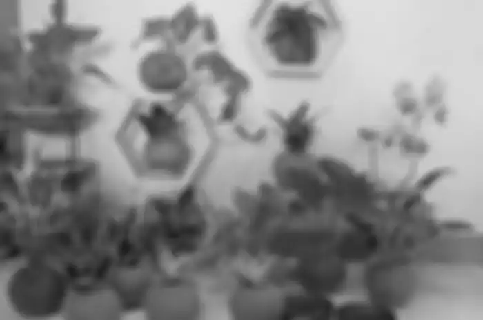 Kokedama, seni berkebun tanpa pot menggunakan media tanam lumut. 