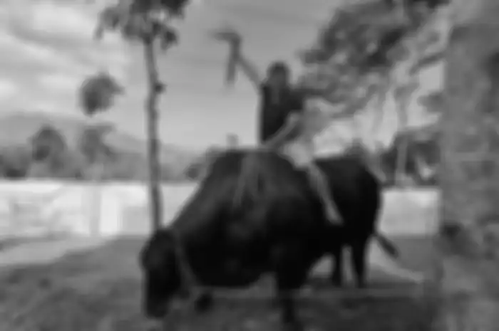 Potret Irfan Hakim bersama sapi kurbannya yang diberi nama Grandong 