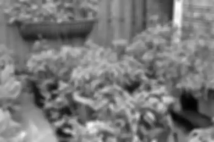 Manfaat berkebun di rumah
