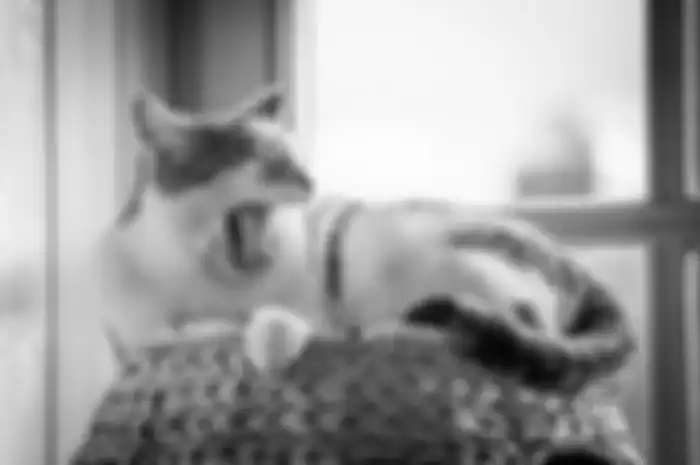 Jangan dianggap remeh, ini rata-rata usia kucing rumahan yang perlu diperhatikan. 