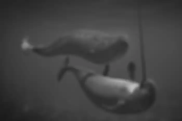 Narwhals berenang.