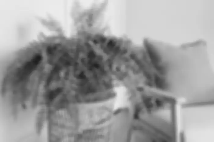 Boston fern adalah salah satu tanaman yang bisa menjadi air purifier alami