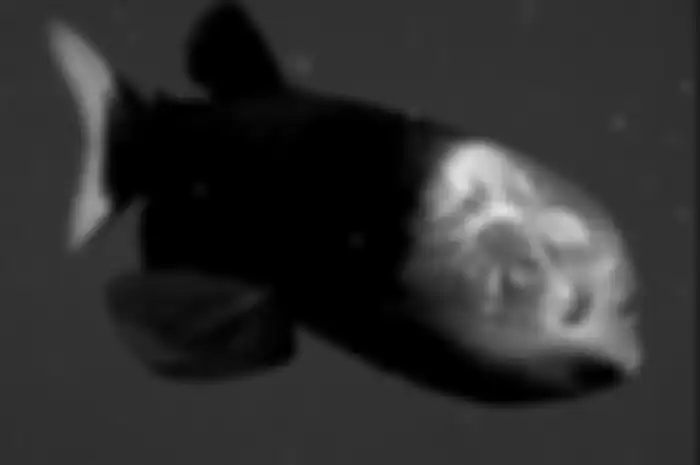 Ikan pasifik barreleye. 