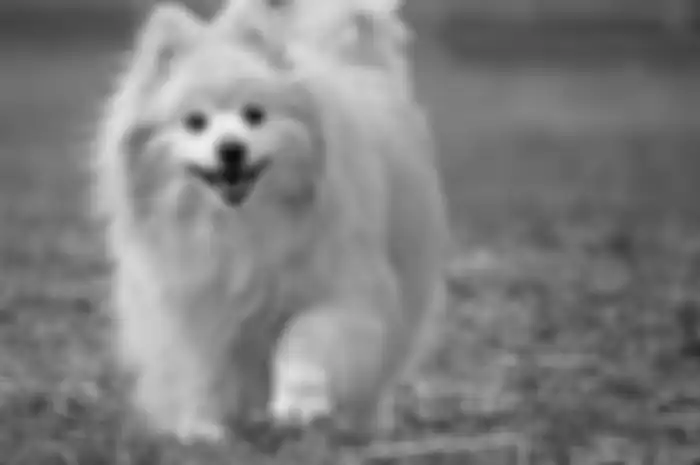 Kebiasaan buang air kecil pada anjing
