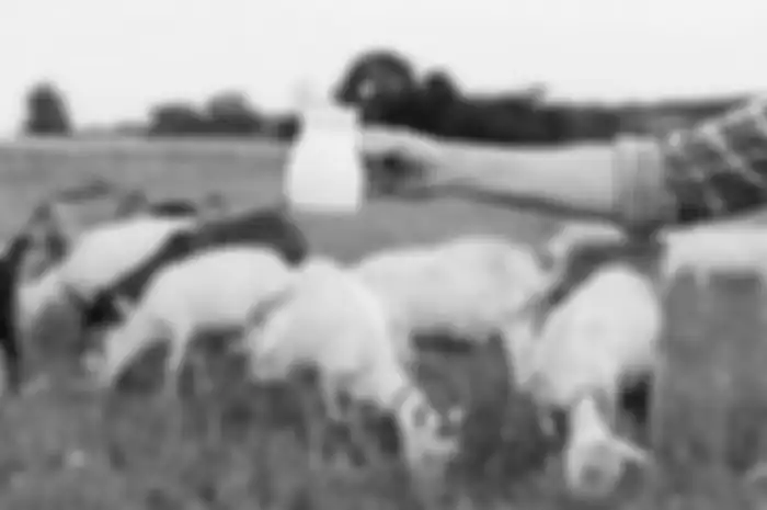 Susu kambing punya khasiat yang luar biasa bagi kesehatan.