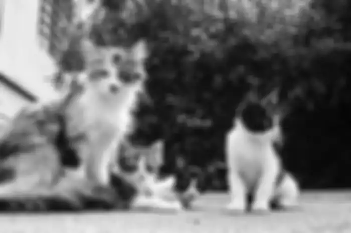 Ilustrasi - Berikut ini arti mitos kucing yang datangkan kekayaan bagi pemiliknya menurut Primbon Jawa, rezeki dijamin mengalir deras!