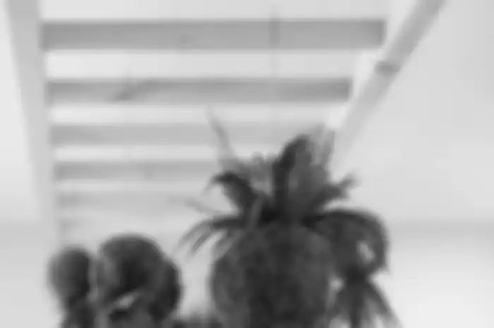 Ilustrasi kokedama