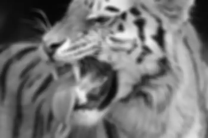 Ilustrasi shio macan