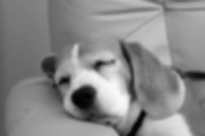 Anjing lucu tertidur pulas, mimpiin apa ya?