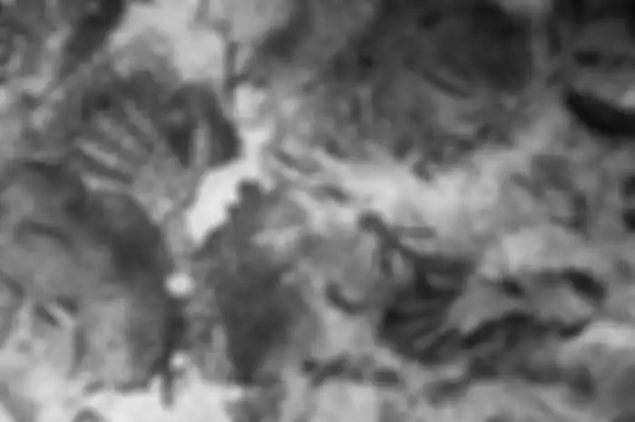 Gambar cadas berupa cap tangan ditemukan di Gua Beloyot, Merabu, Kabupaten Berau, Kalimantan Timur. 