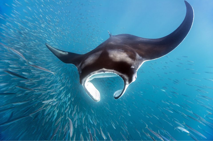 Ikan Pari Manta berkembang biak dengan cara melahirkan dan bertelur, contoh hewan ovovivipar.