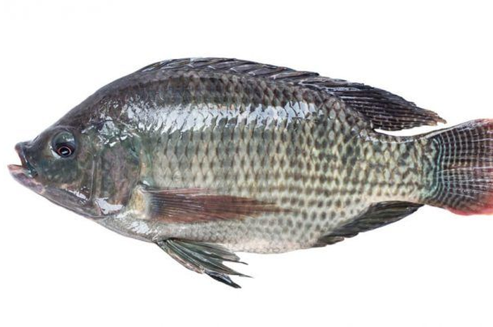 Nyatanya makan ikan nila manfaatnya tak kalah dari obat, bisa turunkan berat badan bahkan mampu cegah kanker dan tiroid.