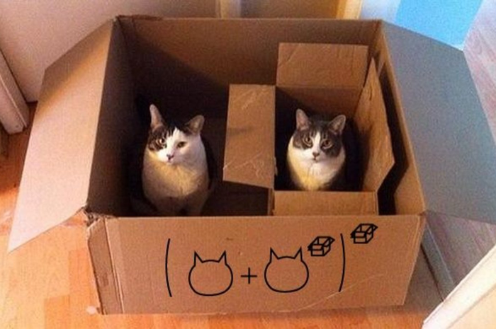 Kucing dalam kardus