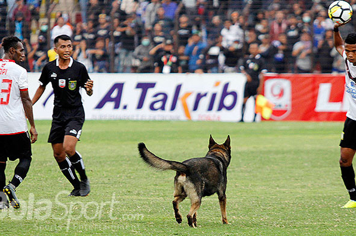 Anjing Masuk Lapangan
