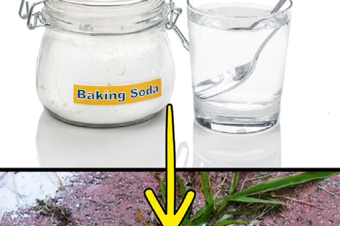 Tidak hanya untuk membuat kue, baking soda juga bisa digunakan untuk menyembuhkan tanaman yang sakit. 