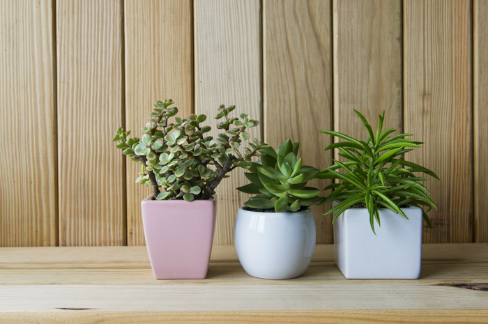 Cek  3 List Indoor Plants yang Bisa Banget Ngurangin  Stres di Rumah 