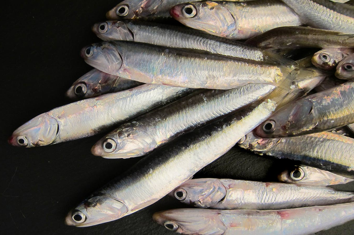 Ilustrasi ikan teri