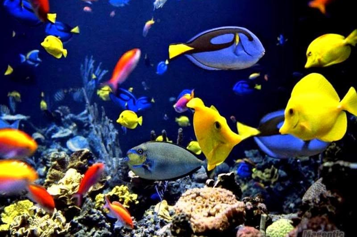 Tidak hanya tanaman hias dan ikan cupang saja yang menjadi peliharaan banyak orang sekarang ini, ada 7 jenis ikan hias yang menarik.