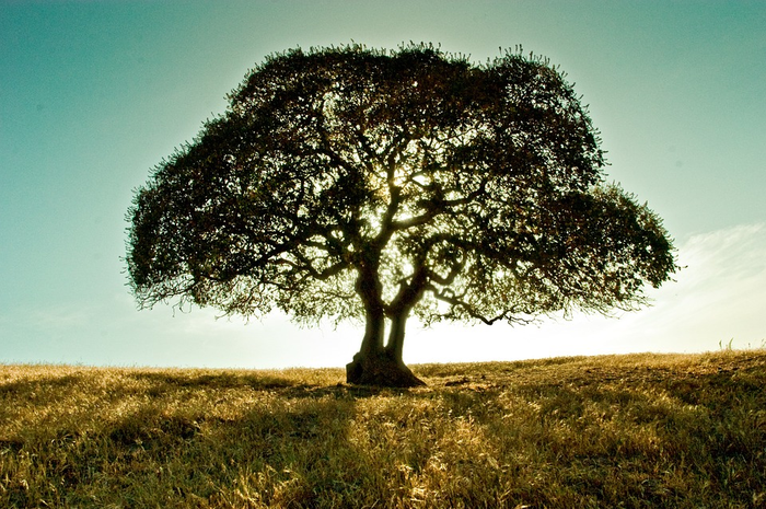 Pohon