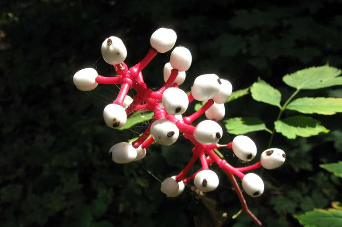 Actaea Pachypoda atau Mata Boneka