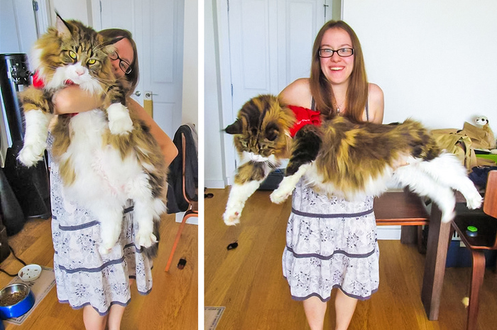 Kucing Maine Coon