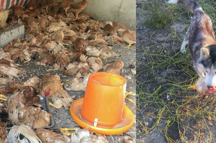 Seekor anjing husky di China kabur dari kandangnya dan membunuh sekitar 600 ayam milik tetangganya.