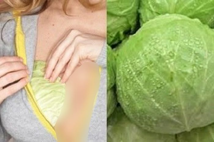 Tempelkan kubis di payudara