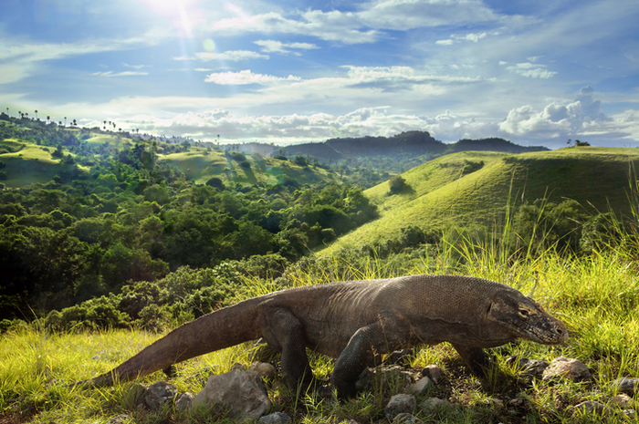Komodo menjadi salah satu ciri khas kekayaan fauna Indonesia.